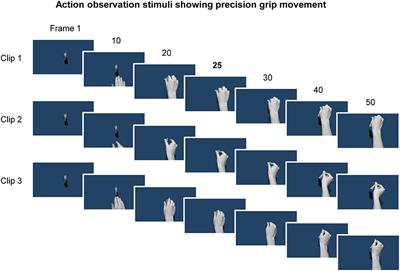 Observing Without Acting: A Balance of Excitation and Suppression in the Human Corticospinal Pathway?